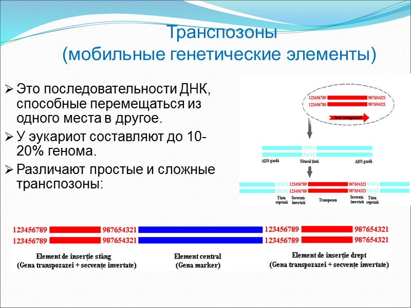 Транспозоны (мобильные генетические элементы) Это последовательности ДНК, способные перемещаться из одного места в другое.